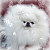 Любовь Pomeranian -Show White