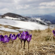 Ольга Булатова