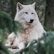 Серый Волк