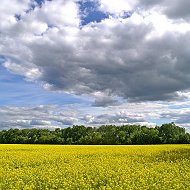 Владимир Норик