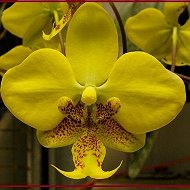 Стюартина) Орхидея
