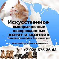 Выкармливание Котят