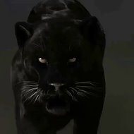 Black Manticore