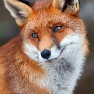 Foxy Fox