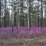 Евгений Бушмелев