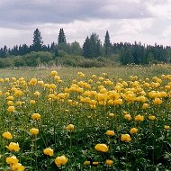 Светлана Смирнова