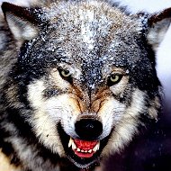Тамбовский Волк