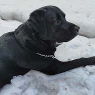 Ральф Labrador