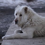 Эдуард Абдуллин