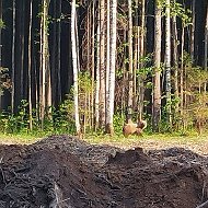 Николай Петрухин