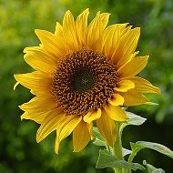 Sun Flower