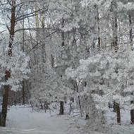 Лариса Щербач