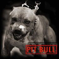 Pit Bul