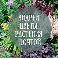 Андрей Цветы