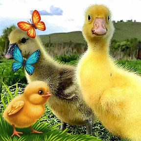 Фотография от Утята 🦆Гусята🐥 Муларды🐣Тел 89044290809