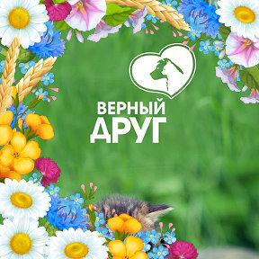 Фотография от Верный Друг ОО