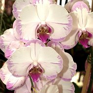 Орхидеи В