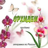 Орхидеи Ржев