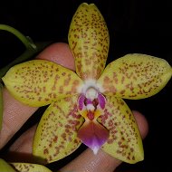 Викавиктория Орхидеи