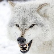 Wolf Скала