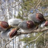 Марина Вилькевичене