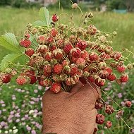 Магомед-расул Расулов