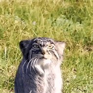 Lynx 🐈