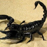Чёрный Скорпион