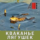 Кваканье лягушек