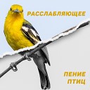 Расслабляющее Пение Птиц (Весенняя Целебная Музыка, Теплые Вибрации)