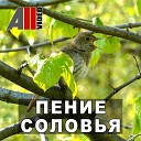 Пение соловья