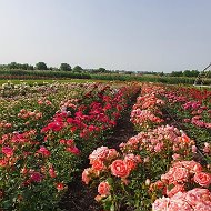 Floret-rose Саженцы