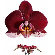 Катерина Орхидеи