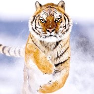 Крутой Тигр