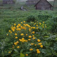 Слишком Сильная