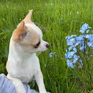 Галина Вельгер