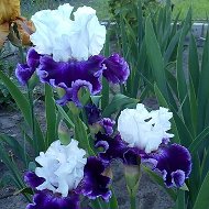 Елена Irises