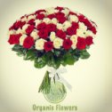 Фотография "https://www.instagram.com/p/BgAsg3mF2VL/?igref=okru
Красно-белые розы с доставкой по Москве и области на сайте organicflowers.ru т:+79670397464 #разноцветныерозы #розы #доставкацветов #интернетмагазин #красныерозы🌹🌹🌹 #белыерозы #organicflowers #цветы"