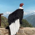 Фотография "Андский кондор - самая большая птица Западного полушария. Размах крыльев составляет 3 метра."