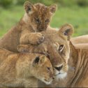 Фотография "Львы 🦁 Серенгети @kyrgyzkorm  #серенгети #львы #львенок"