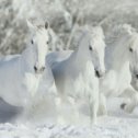 Фотография от Светлана Иванушкина