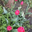 Фотография "Бахромчатый поздний Бургунди Лейс...Самые стойкие...Последние из тюльпанов в моём саду. .Ещё, правда, простые желтые цветут..."