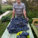 Фотография "Южан виноградом не удивить, но это Тверской,который скоро будет вкуснейшим вином,которое не купишь в магазине."