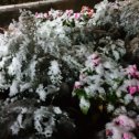 Фотография "Ессентуки 31.10.19, снег"