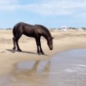 Фотография "Когда то все впервые видят море... И так же все резвятся на морском просторе...  / Ф Тютчев ( почти...) /"