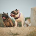 Фотография от Лариса kennel bulldogclan