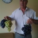 Фотография "Вот такой урожай винограда у меня в 2013г. в Киевской области. Юг нервно курит."