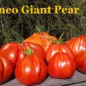 Фотография "Кунео гигантская груша (Cuneo Giant Pear), Италия"