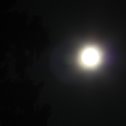 Фотография "Луна и ель"