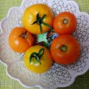 Фотография "Вот такие помидорчики у соседки в огороде на Кубани! "
